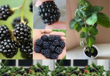 Bašta vam nije potrebna – Evo kako da uzgajate vlastite kupine u saksiji