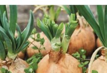 Evo šta će se dogoditi u vašem telu ako svaki dan jedete pola glavice luka