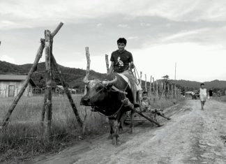 Prodao je volove da bi školovao sina – dirljiv trenutak na pijaci koji niko neće zaboraviti