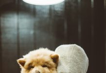 Selo se smijalo kad sam spasila “sakato štene” — istina je došla kasnije