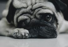 Mislili smo da pas tuguje… istina ispod zemlje nas je sve slomila