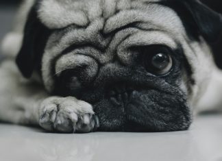 Mislili smo da pas tuguje… istina ispod zemlje nas je sve slomila