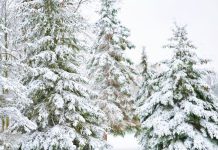 Čuo sam zvuk iz šume i zaustavio motor – prizor dole me je iznenadio