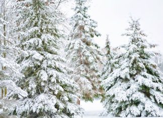 Čuo sam zvuk iz šume i zaustavio motor – prizor dole me je iznenadio