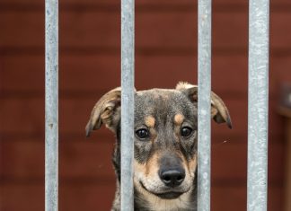 Nikada ne potcjenjuj ženu kojoj pokušaju uzeti sve