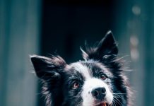 Baka mi je ostavila psa… i nešto mnogo veće od toga