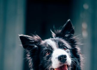 Baka mi je ostavila psa… i nešto mnogo veće od toga