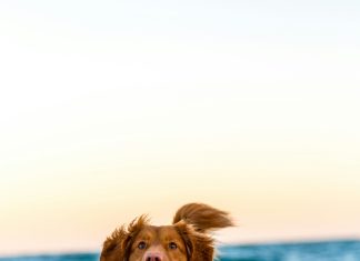 „Pas je lajao na kovčeg na sahrani mog oca – a onda sam ga otvorio“