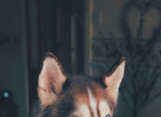 Ponudio sam bogatstvo onome ko može smiriti mog psa – istina koju je otkrila djevojka šokirala me