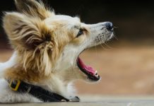 Kupili smo fotelju na buvljaku, a ona je prepoznala nešto iz prošlosti