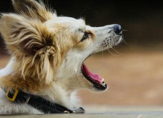 Kupili smo fotelju na buvljaku, a ona je prepoznala nešto iz prošlosti