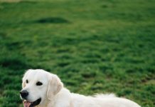 Mislili smo da je ljubomoran — dok nismo vidjeli šta kamera bilježi