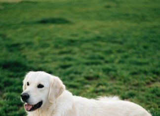 Mislili smo da je ljubomoran — dok nismo vidjeli šta kamera bilježi