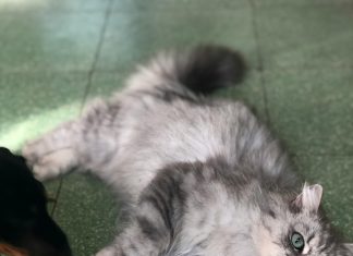 Došla je zbog mačke koja joj ne da spavati — ali razlog me je šokirao