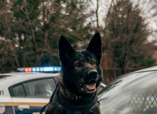 Policijski pas je počeo lajati na trudnicu na aerodromu — razlog je sve iznenadio