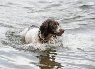 Dječak je riskirao život da spasi psa — nije znao ko će se pojaviti pred njegovom kućom sljedećeg dana