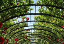 Nakon što je uništio moj vrt, shvatila sam da moram promijeniti svoj život