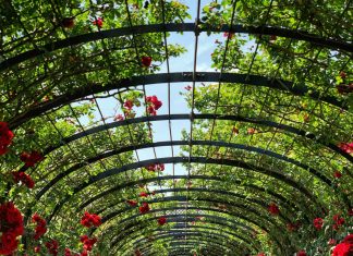 Nakon što je uništio moj vrt, shvatila sam da moram promijeniti svoj život