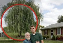 Iskopao sam tajnu ispod stare vrbe — i saznao istinu o sebi