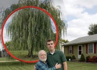 Iskopao sam tajnu ispod stare vrbe — i saznao istinu o sebi