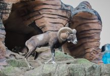 The end of august could reveal something important for aries