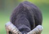 Aries could notice an important shift early on august 12
