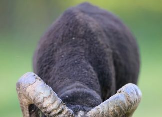 Aries could notice an important shift early on august 12