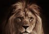 Thursday may bring leo an answer that changes the mood