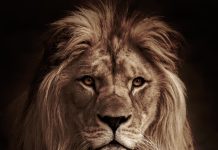 Thursday may bring leo an answer that changes the mood