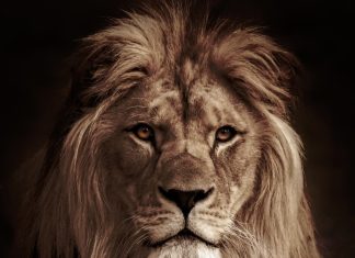 Thursday may bring leo an answer that changes the mood