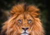 The next few hours may bring leo an unexpected change of mood