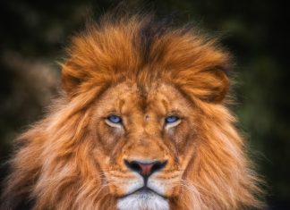 The next few hours may bring leo an unexpected change of mood