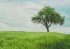 One simple choice may reflect the kind of peace your heart needs right now