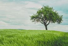 One simple choice may reflect the kind of peace your heart needs right now