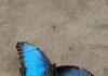 Your favorite butterfly may say something surprising about what matters most to you