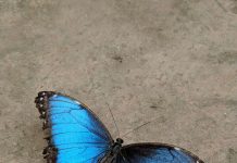 Your favorite butterfly may say something surprising about what matters most to you